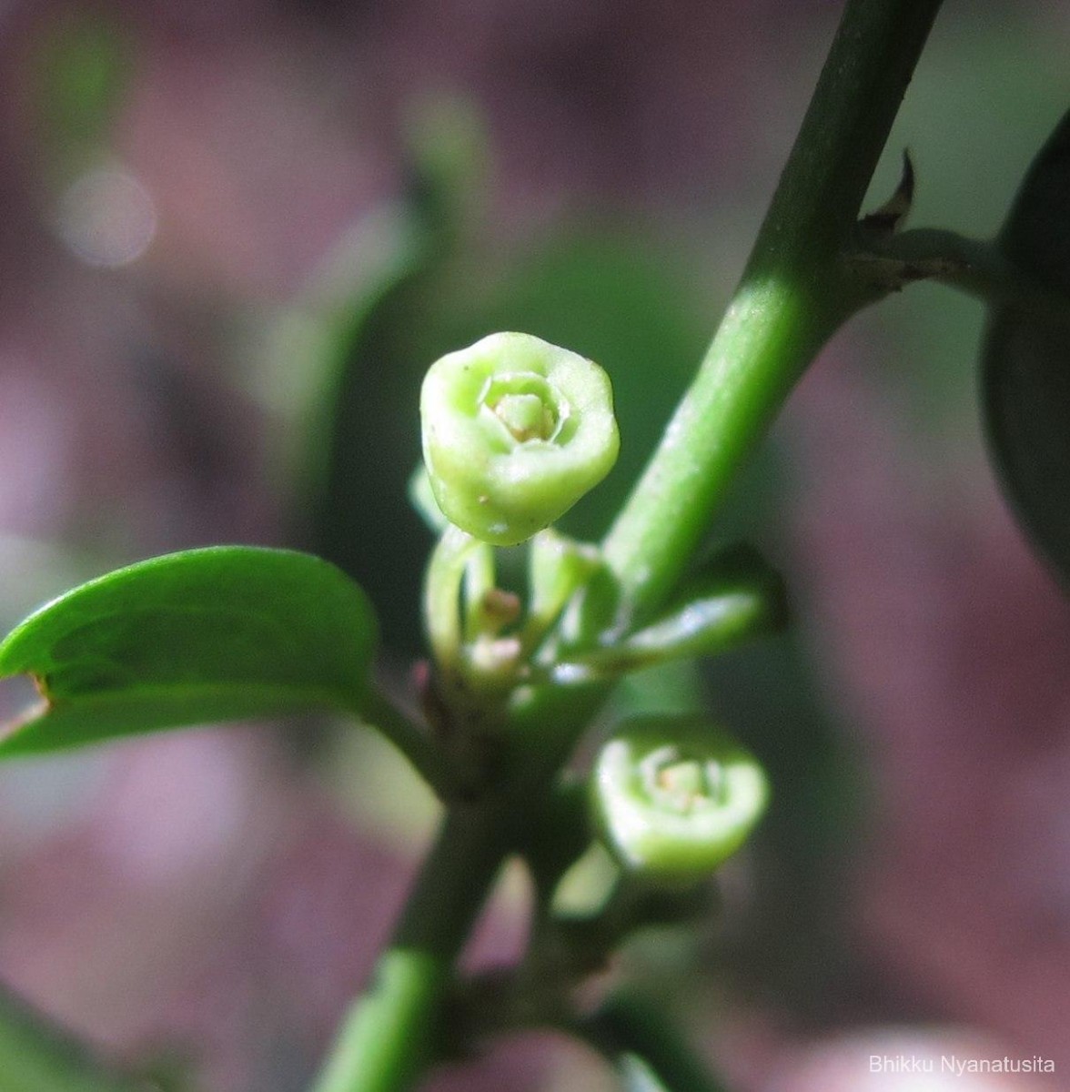 Breynia vitis-idaea (Burm.f.) C.E.C.Fisch.